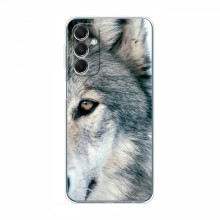 Чехлы с картинками животных Samsung Galaxy M34 (5G) Волк - купить на Floy.com.ua