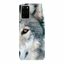 Чехлы с картинками животных Samsung Galaxy S20 Plus Волк - купить на Floy.com.ua