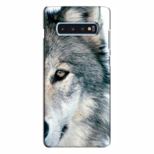 Чехлы с картинками животных Samsung S10 Plus Волк - купить на Floy.com.ua