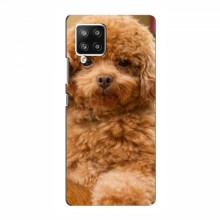 Чехлы с собаками для Samsung Galaxy A42 (5G) (VPrint) кудрявый Щенок Бишон - купить на Floy.com.ua