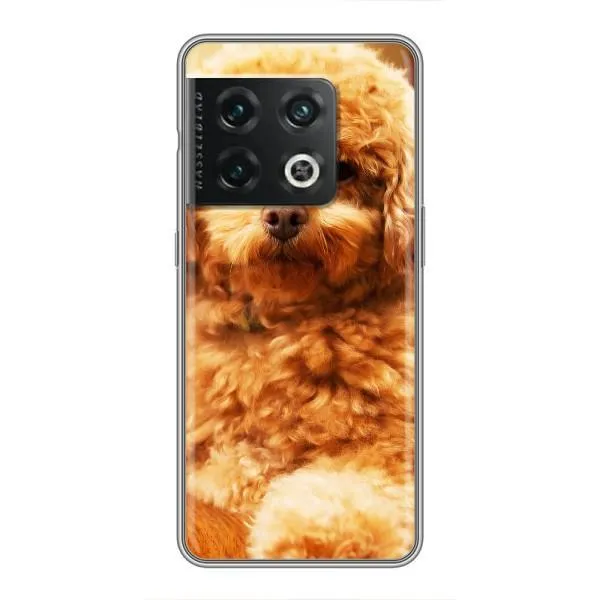 Чехол с принтом «Щенок Бишон» для OnePlus 10 Pro
