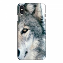 Чехлы с картинками животных iPhone Xs Волк - купить на Floy.com.ua