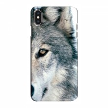 Чехлы с картинками животных iPhone Xs Max Волк - купить на Floy.com.ua