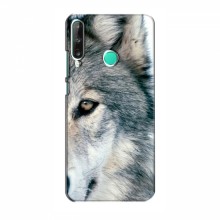 Чехлы с картинками животных Huawei Y7p (2020) Волк - купить на Floy.com.ua
