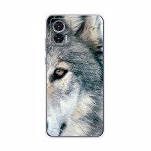 Чехлы с картинками животных Motorola Edge 30 Neo Волк - купить на Floy.com.ua