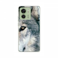 Чехлы с картинками животных Motorola Edge 40 Волк - купить на Floy.com.ua
