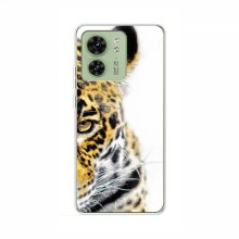 Чехлы с картинками животных Motorola Edge 40 Леопард - купить на Floy.com.ua