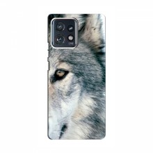 Чехлы с картинками животных Motorola Edge 40 Pro Волк - купить на Floy.com.ua