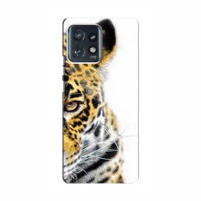 Чехлы с картинками животных Motorola Edge 40 Pro Леопард - купить на Floy.com.ua