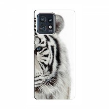 Чехлы с картинками животных Motorola Edge 40 Pro Белый Тигр - купить на Floy.com.ua