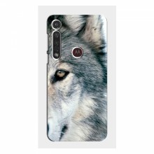 Чехлы с картинками животных Motorola MOTO G8 Plus Волк - купить на Floy.com.ua