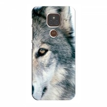 Чехлы с картинками животных Motorola MOTO E7 Plus Волк - купить на Floy.com.ua