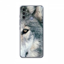 Чехлы с картинками животных Motorola MOTO G60 Волк - купить на Floy.com.ua