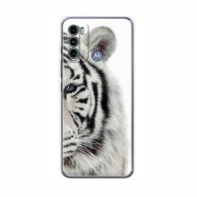 Чехлы с картинками животных Motorola MOTO G60 Белый Тигр - купить на Floy.com.ua