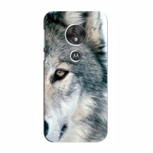 Чехлы с картинками животных Motorola MOTO G7 Power Волк - купить на Floy.com.ua