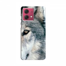 Чехлы с картинками животных Motorola MOTO G84 Волк - купить на Floy.com.ua