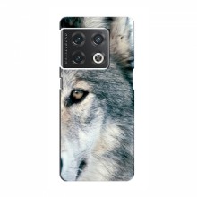 Чехлы с картинками животных OnePlus 10 Pro Волк - купить на Floy.com.ua