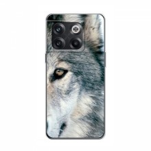 Чехлы с картинками животных OnePlus 10T Волк - купить на Floy.com.ua