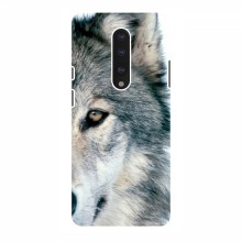 Чехлы с картинками животных OnePlus 7 Волк - купить на Floy.com.ua