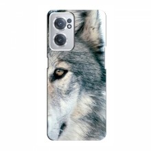 Чехлы с картинками животных OnePlus Nord CE 2 (5G) (IV2201) Волк - купить на Floy.com.ua