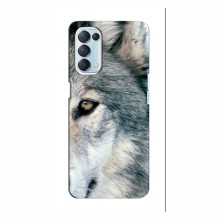 Чехлы с картинками животных OPPO Reno 5 (4G) Волк - купить на Floy.com.ua
