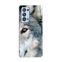 Чехлы с картинками животных OPPO Reno 6 Pro (5G) Волк - купить на Floy.com.ua