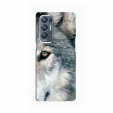 Чехлы с картинками животных OPPO Reno5 Pro Plus (5G) Волк - купить на Floy.com.ua