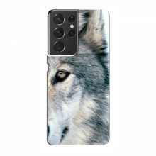 Чехлы с картинками животных Samsung Galaxy S21 Ultra Волк - купить на Floy.com.ua