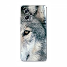 Чехлы с картинками животных Xiaomi POCO X4 GT Волк - купить на Floy.com.ua