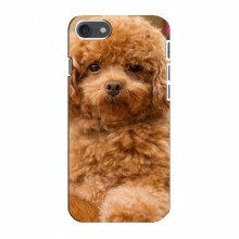 Чехлы с собаками для iPhone 8 (VPrint) кудрявый Щенок Бишон - купить на Floy.com.ua