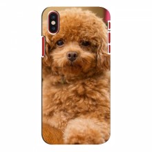 Чехлы с собаками для iPhone X (VPrint) кудрявый Щенок Бишон - купить на Floy.com.ua