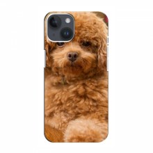 Чехлы с собаками для iPhone 15 (VPrint) кудрявый Щенок Бишон - купить на Floy.com.ua