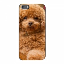 Чехлы с собаками для iPhone 5 / 5s / SE (VPrint) кудрявый Щенок Бишон - купить на Floy.com.ua
