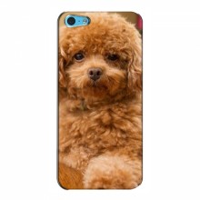 Чехлы с собаками для Apple 5c (VPrint) кудрявый Щенок Бишон - купить на Floy.com.ua