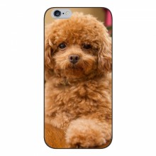 Чехлы с собаками для iPhone 6 / 6s (VPrint) кудрявый Щенок Бишон - купить на Floy.com.ua