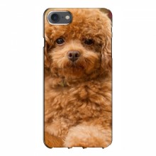 Чехлы с собаками для iPhone 7 (VPrint) кудрявый Щенок Бишон - купить на Floy.com.ua