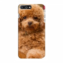 Чехлы с собаками для iPhone 8 Plus (VPrint) кудрявый Щенок Бишон - купить на Floy.com.ua
