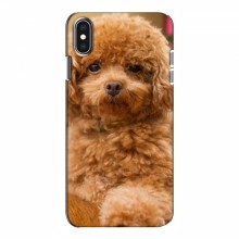Чехлы с собаками для iPhone Xs (VPrint) кудрявый Щенок Бишон - купить на Floy.com.ua