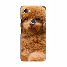Чехлы с собаками для Google Pixel 3a XL (VPrint) кудрявый Щенок Бишон - купить на Floy.com.ua