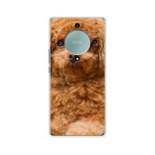 Чехлы с собаками для Huawei Honor Magic 5 Lite 5G (VPrint) кудрявый Щенок Бишон - купить на Floy.com.ua