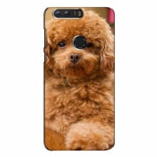 Чехлы с собаками для Huawei Honor 8 (VPrint) кудрявый Щенок Бишон - купить на Floy.com.ua