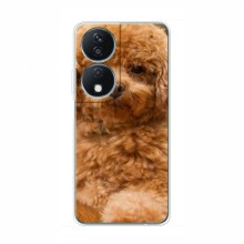 Чехлы с собаками для Huawei Honor X7b (VPrint) кудрявый Щенок Бишон - купить на Floy.com.ua