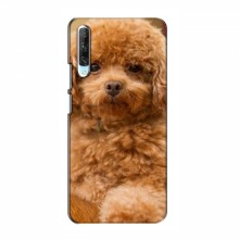 Чехлы с собаками для Huawei P Smart Pro (VPrint) кудрявый Щенок Бишон - купить на Floy.com.ua