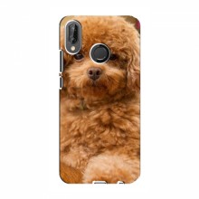 Чехлы с собаками для Huawei P20 Lite (VPrint) кудрявый Щенок Бишон - купить на Floy.com.ua
