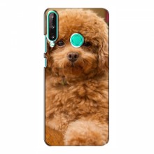 Чехлы с собаками для Huawei P40 Lite e (VPrint) кудрявый Щенок Бишон - купить на Floy.com.ua