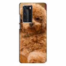 Чехлы с собаками для Huawei P40 Pro (VPrint) кудрявый Щенок Бишон - купить на Floy.com.ua