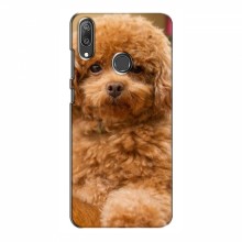 Чехлы с собаками для Huawei Y7 2019 (VPrint) кудрявый Щенок Бишон - купить на Floy.com.ua