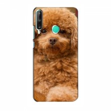Чехлы с собаками для Huawei Y7p (2020) (VPrint) кудрявый Щенок Бишон - купить на Floy.com.ua