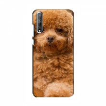 Чехлы с собаками для Huawei P Smart S / Y8p (2020) (VPrint) кудрявый Щенок Бишон - купить на Floy.com.ua