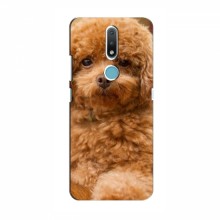 Чехлы с собаками для Nokia 2.4 (VPrint) кудрявый Щенок Бишон - купить на Floy.com.ua